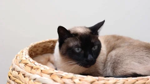 Close up siamese cat resting in wicker basket Stock Footage 278327589