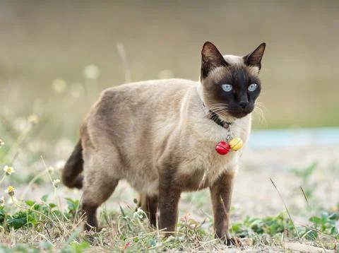 Close-up Siamese cat staring at something Stock Photos