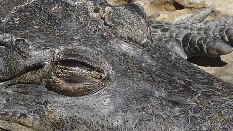 Close up Siamese Crocodile eye 스톡 동영상 91174984