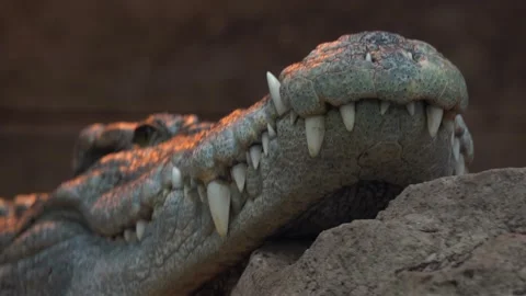 Close up of siamese crocodile teeth 4K Stock Footage 138022664
