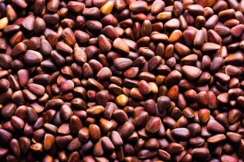Close-up siberian cedar nuts Stock Photos