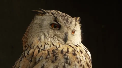 Close up of Siberian eagle owl head Vídeo Stock 344375264