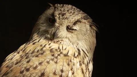 Close up of Siberian eagle owl head Stock Footage 344375338