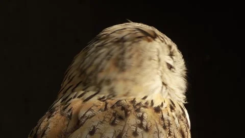 Close up of Siberian eagle owl head Stock Footage 344375461