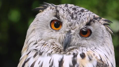 Close up of Siberian eagle owl head Видео 344376940