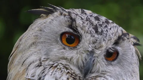 Close up of Siberian eagle owl head Stock-Footage 344376997