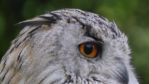 Close up of Siberian eagle owl head Stock Footage 344377027