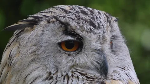 Close up of Siberian eagle owl head Видео 344377130