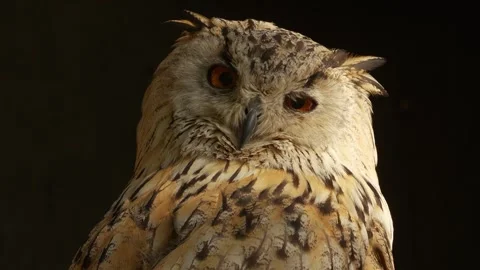 Close up of Siberian eagle owl head Stock Footage 344378154