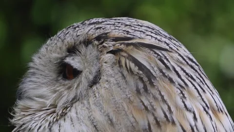 Close up of Siberian eagle owl head Stock Footage 344381549