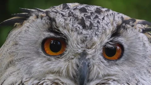 Close up of Siberian eagle owl head 動画素材 344381554