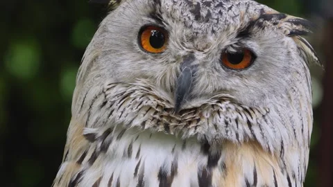 Close up of Siberian eagle owl head Stock Footage 344381628