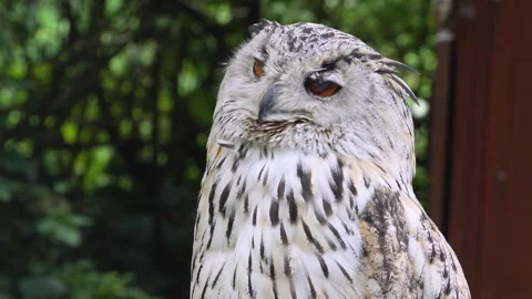 Close up of Siberian eagle owl head Stock Footage 344414767