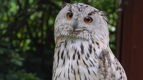 Close up of Siberian eagle owl head Stock Footage 344415605
