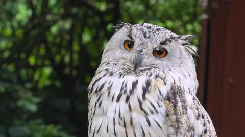 Close up of Siberian eagle owl head Stock Footage 344415607