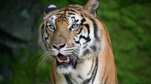 Close up of Siberian tiger Video stock 97049300