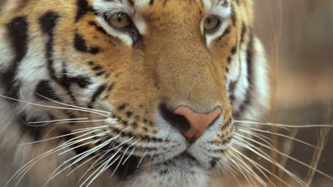 Close-up of siberian tiger head Video stock 138944957