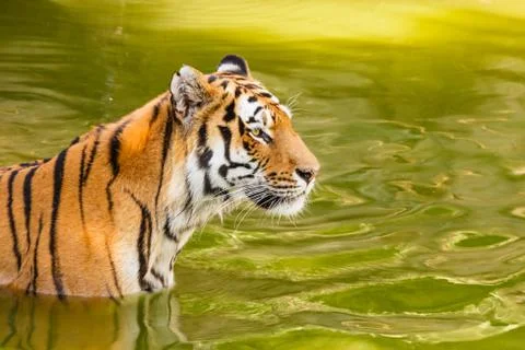 Close-up of a siberian tiger Stock Photos