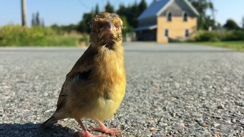 Close up of a sick bird Stock Footage 79826008