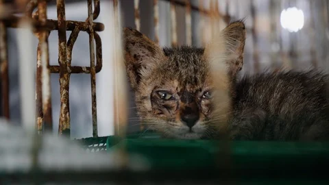 Close up of sick cat staring out of the cage,animal shelter in george Town Vídeos de archivo 146552451