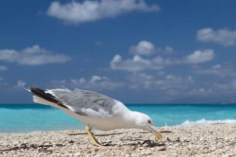 A close-up, side and profile view of a European Herring Gull (Larus argentatu 스톡 사진