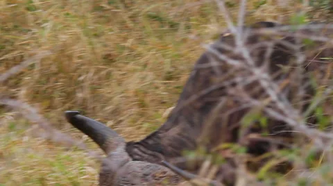 A close side angle shot of an african buffalo feeding on some grass Stock Footage 36490287