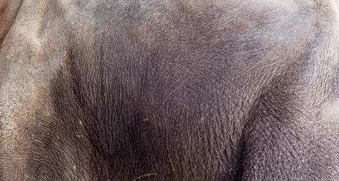 A close-up of the side of an Asian elephant reveals the texture . Stock Photos