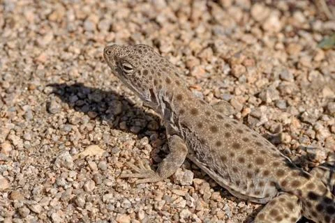 Close up of a Side Blotched Lizard 스톡 사진
