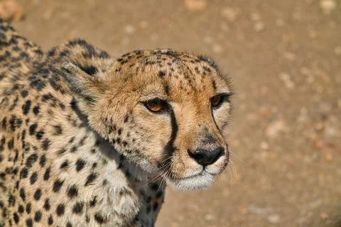Close-up of the side of the cheetah's head. Foto stock