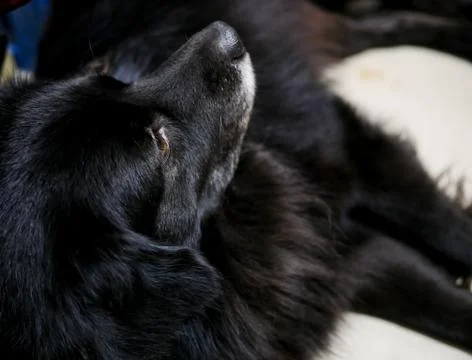 Close up side of cute fluffy black dog Stock Photos