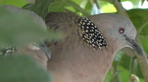 Close up, Side Doves in Tree Stock Footage 65878267