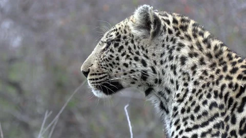 Close-up from side of female leopard as she surveys surroundings Stock Footage 138903619