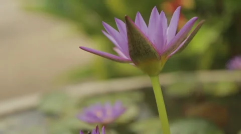 Close-Up Side Flower Isolated Stock Footage 42799284