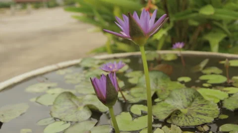 Close-Up Side Flowers In Small Pond 動画素材 42799141