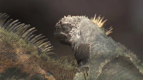 Close up of the side of the head of a Galápagos marine Iguana Stock Footage 39482048