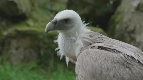 Close up side on head shot of a Griffon vulture looking about. 4K locked tripod Stock Footage 160070491