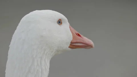 A close up, side on, head shot of a white goose. 4K locked tripod Stock Footage 165476831