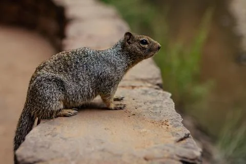 Close up of side of one squirrel standing on stone wall with blurry backgroun Stock Photos