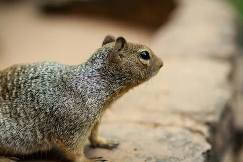 Close up of side of one squirrel standing on stone wall with blurry backgroun Stock Photos