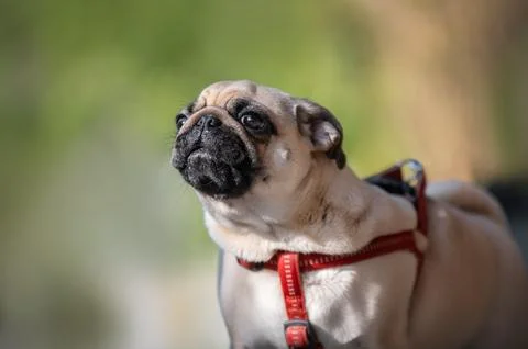 Close-up side portrait of a cute pug dog Stock Photos