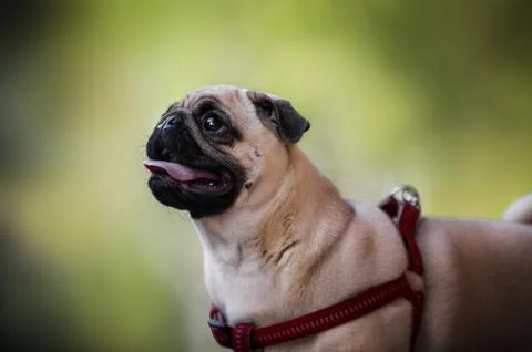Close-up side portrait of a cute pug dog Stock Photos