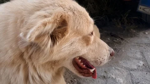 Close-up Side Portrait of a Fluffy Cream-Colored Maremma Sheepdog Stock Footage 327247242