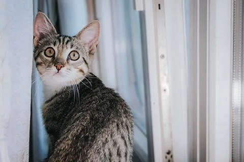 Close side profile of an alert striped tabby cat with bright. Stock Photos