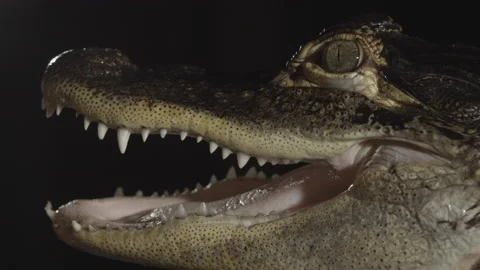 Close up side profile of american alligator Stock Footage 170969880