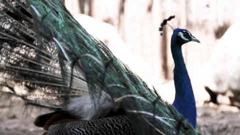 A close-up side profile of a beautiful male peacock displaying its intricate Stock Footage 344909625