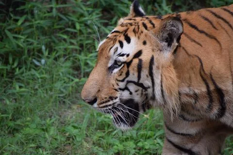Close side profile of a Bengal tiger standing in green grass. Stock Photos