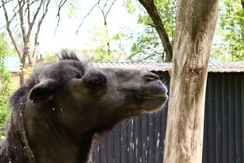 Close-up side profile of a brown Bactrian camel Stock Photos