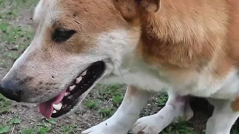 Close up side profile of brown dog panting outdoors Stock Footage 322070084