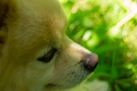 Close-up Side Profile of a Cute Golden Dog Sitting in a Sunny Garden Stock Photos