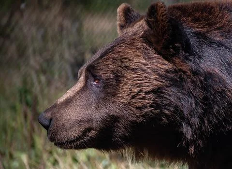 Close-up side profile of a European brown bear in nature Stock Photos